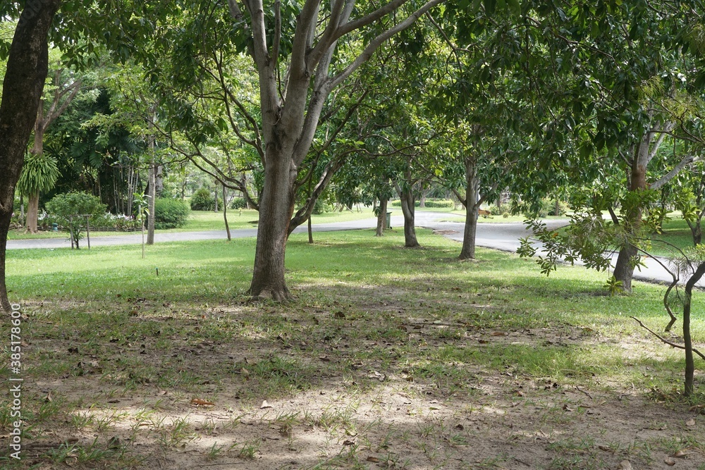 green garden in country Thailand green garden in country Thailand