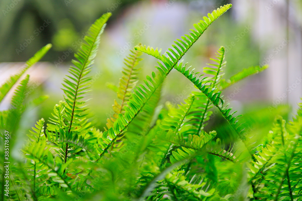 ferns leaves green foliage natural