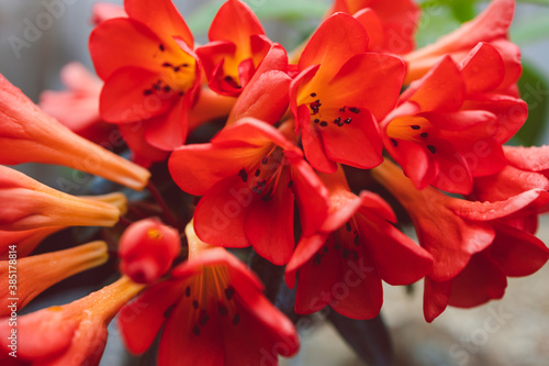 close-up of orange vireya rhododendron plant with coral flowers outdoor