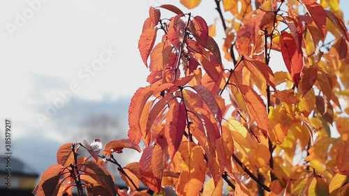branch with autumn red and yellow cherry leaves on sky background, close up full HD stock video footage in real-time with copy space