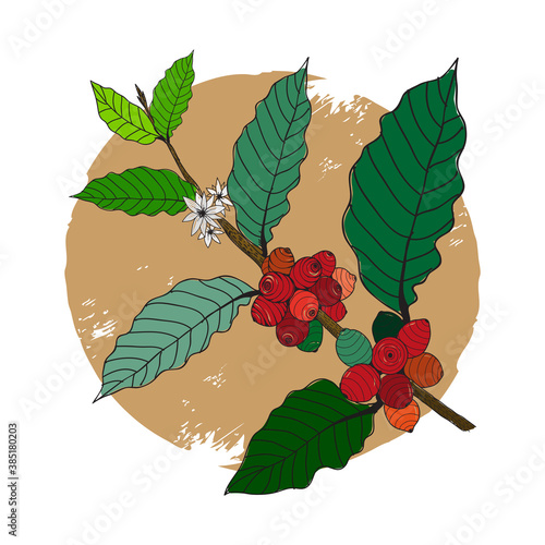 Robusta coffee beans background with branch of coffee and coffee blossom.