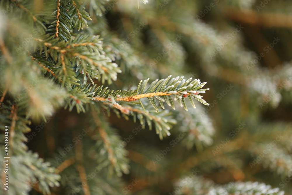 Winter season.Christmas tree in the hoarfrost. Winter nature frosty background. Spruce twigs close-up in
frost.November and December. Winter time.Christmas and New Years time Winter season.Christmas tree in the hoarfrost. Winter nature frosty background. Spruce twigs close-up in
frost.November and December. Winter time.Christmas and New Years time