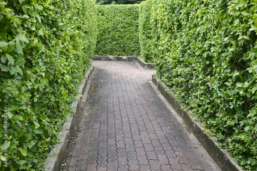 Maze garden in the park