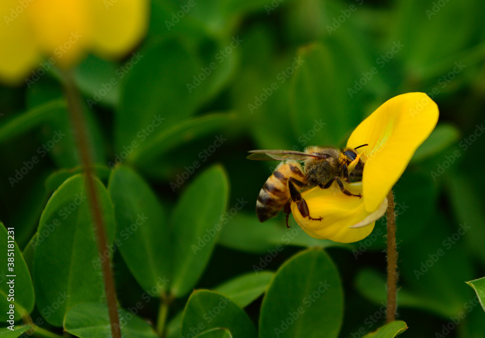 abelha colhendo nectar da flor abelha colhendo nectar da flor