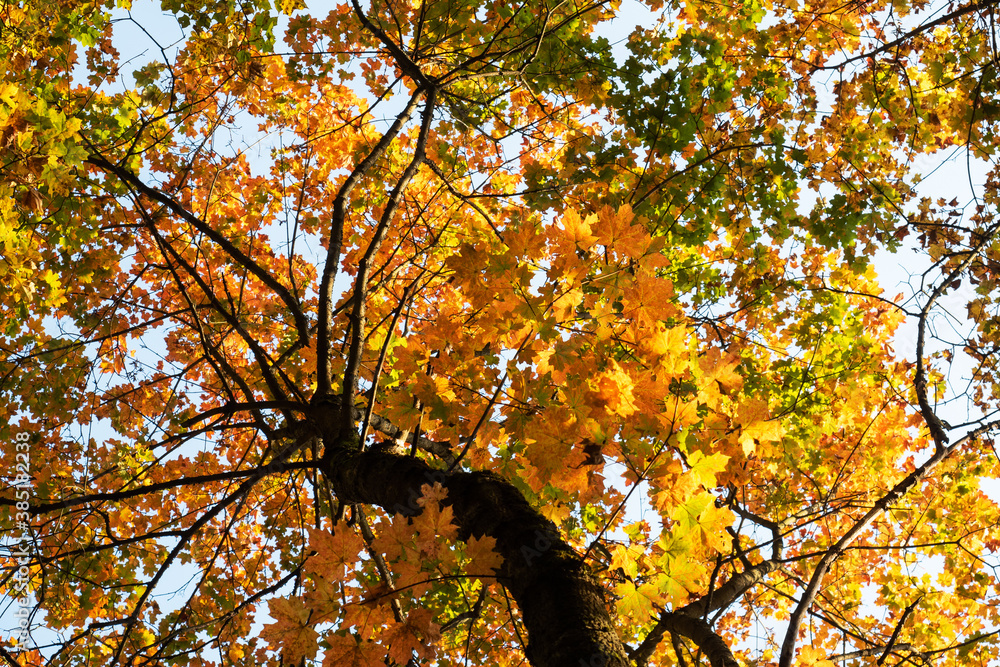 Background of Golden autumn maple leaves, tree crown. Background of Golden autumn maple leaves, tree crown.