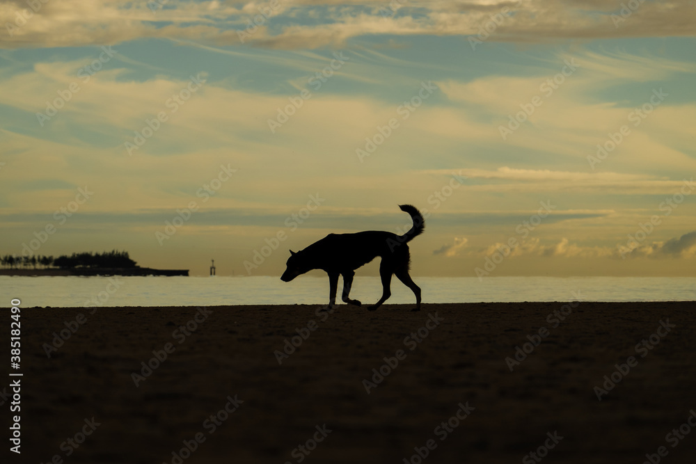 Silhouette of dog with beautiful sunrise on the beach and cloud sky in the morning. Silhouette of dog with beautiful sunrise on the beach and cloud sky in the morning.