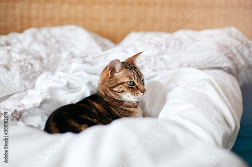 Beautiful pet cat lying on a bed in bedroom at home. Relaxing fluffy hairy striped domestic animal with green eyes. Adorable furry kitten feline friend.