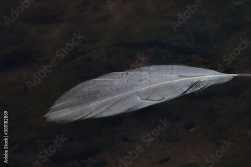 The feathers from birds found on the baltic sea coastline photo