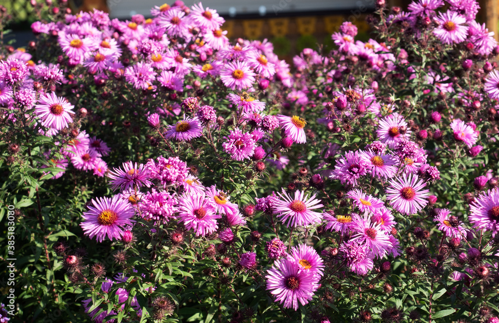 Beautiful bright chrysanthemums bloom in autumn in the garden. Beautiful bright chrysanthemums bloom in autumn in the garden.
