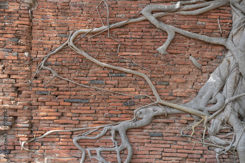 Ancient brick wall, ruins with growing banyan tree roots.