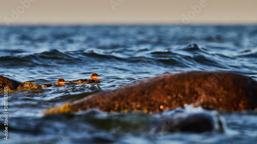 Sea birds captured on the Baltic sea coastline © BiceksPhoto
