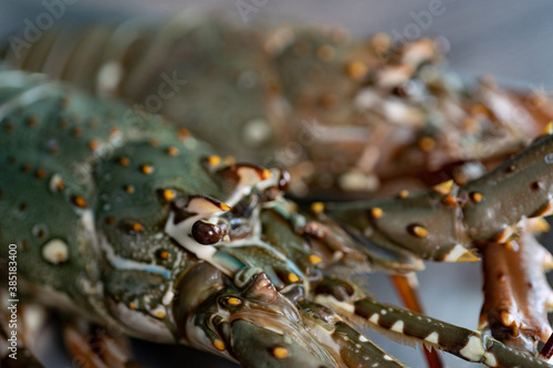 Fresh raw Tiger prawn and spiny lobster on tray.