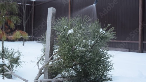 young woman cares for tree in winter yard, spraying spruce with liquid fertilizers or protective chemicals pesticides from insects, stock video footage in real time