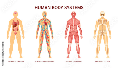 Human body system. Human body skeleton, muscular system, system of blood vessels with arteries, veins. Human body internal organs heart, liver, brain, kidneys, lungs, stomach spleen pancreas