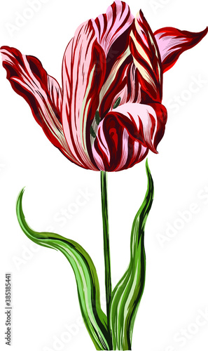 The Semper Augustus Tulip