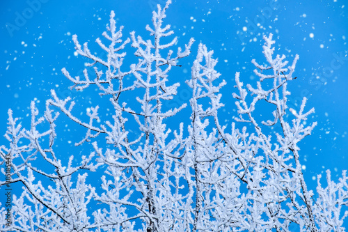 Winter christmas scenic landscape. White birch branches in rime close-up, falling snow.