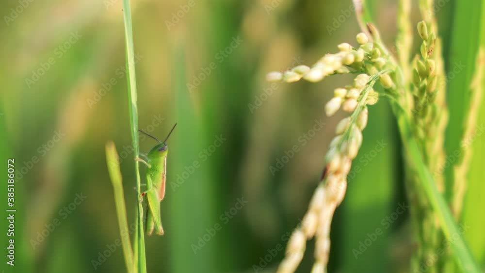 Closeup handheld Grasshopper or Cricket on a rice crop in the field Closeup handheld Grasshopper or Cricket on a rice crop in the field
