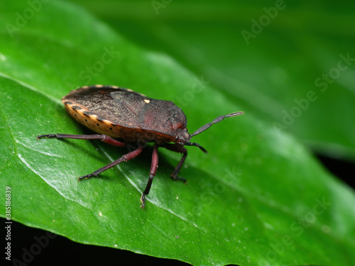 Macro Photo of Shield Bug on Green Leaf