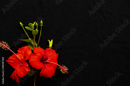 red flowers hibiscus local flora of asia arrangement flat lay postcard style on background black