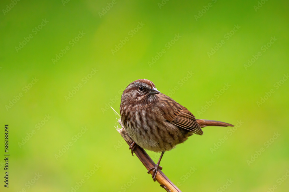 Fototapeta premium close up portrait of a female sparrow resting on tip of the twig with creamy green background