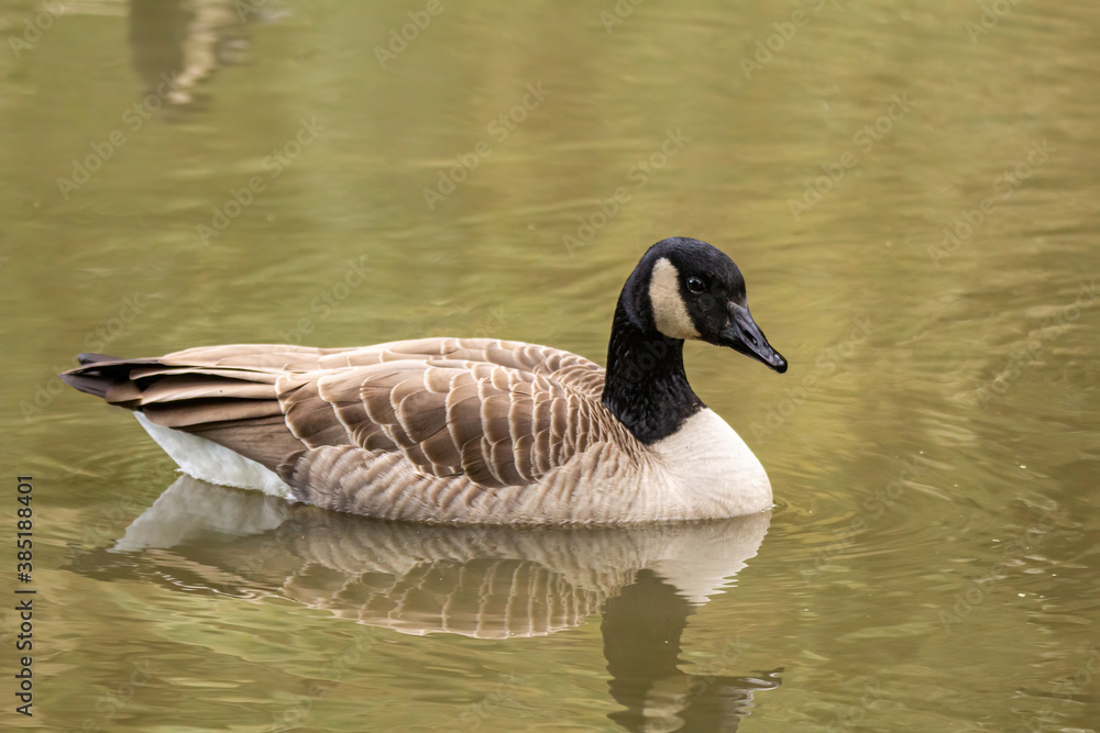 one Canada geese swimming in the pond with a reflection on calm water surface one Canada geese swimming in the pond with a reflection on calm water surface