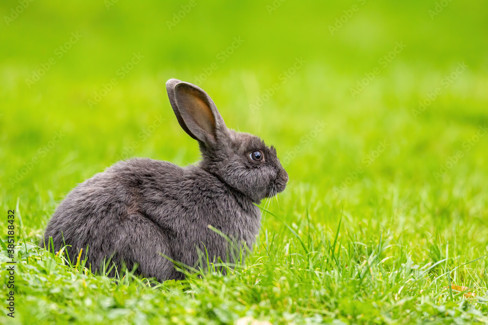 side portrait of one cute grey bunny sitting on green grass field side portrait of one cute grey bunny sitting on green grass field