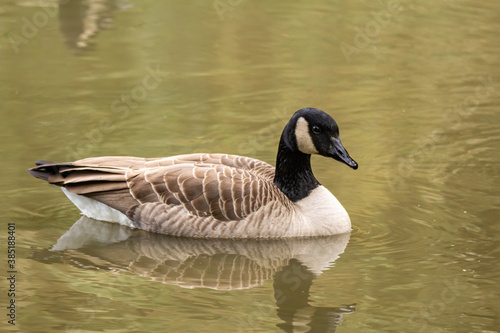 one Canada geese swimming in the pond with a reflection on calm water surface