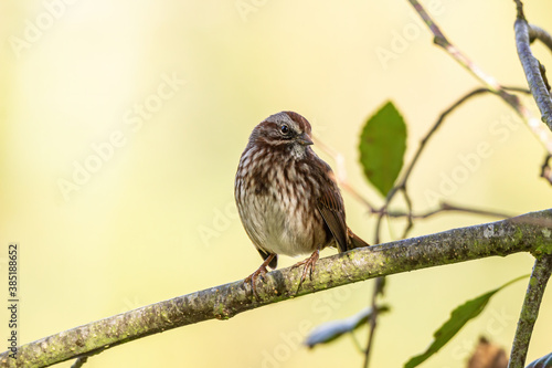 close up portrait of a female sparrow resting on the tree branch under the shade with blurry background