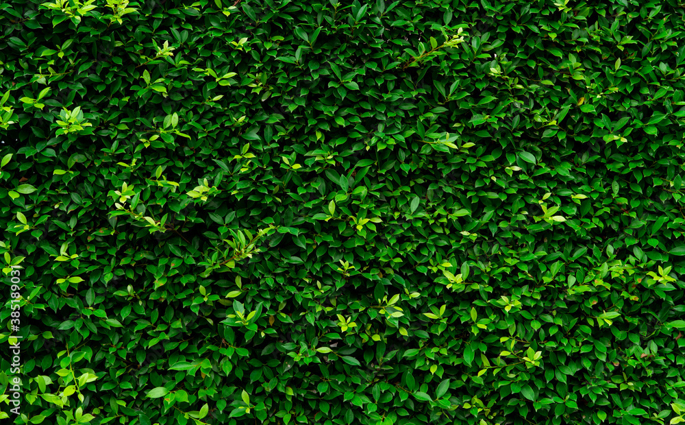 Closeup evergreen hedge plants. Small green leaves in hedge wall texture background. Eco evergreen hedge wall. Ornamental plant in backyard garden. Many leaves reduce dust in air. Natural backdrop.