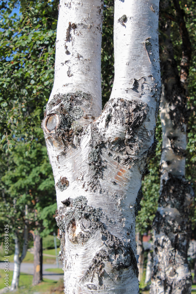 Obraz premium Closeup on birch tree
