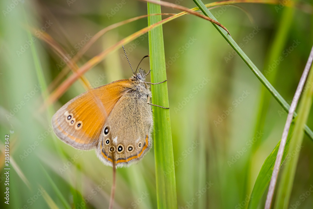 Fototapeta premium False ringlet butterfly (Coenonympha oedippus)
