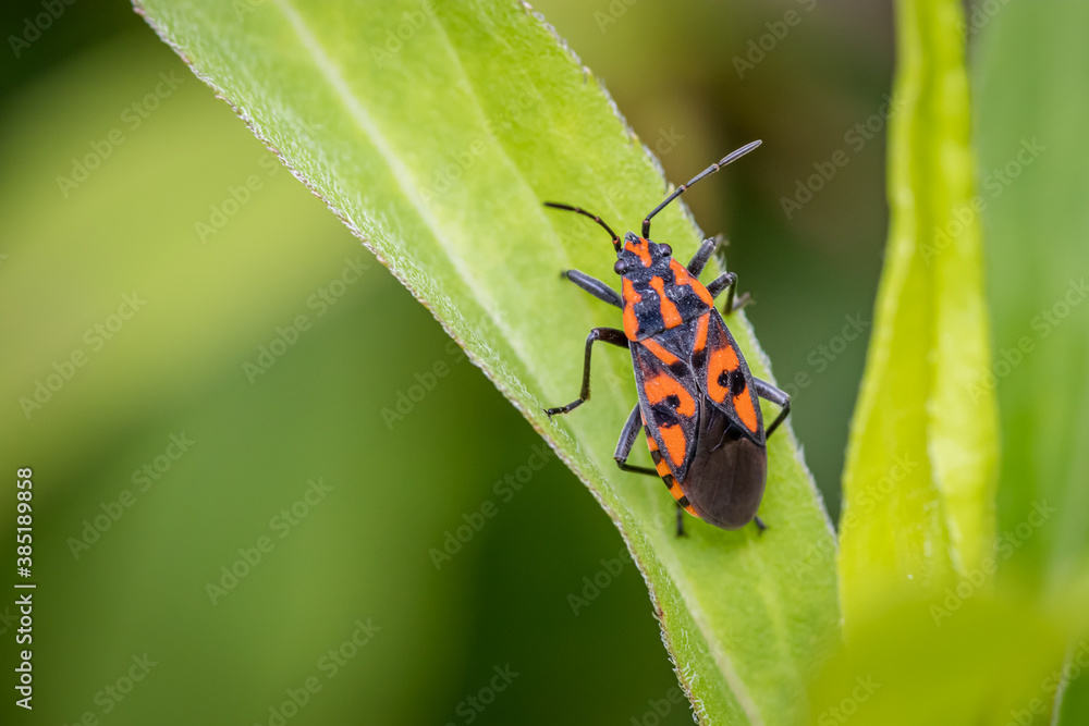 Fototapeta premium Black-red seed bug (Spilostethus saxatilis)