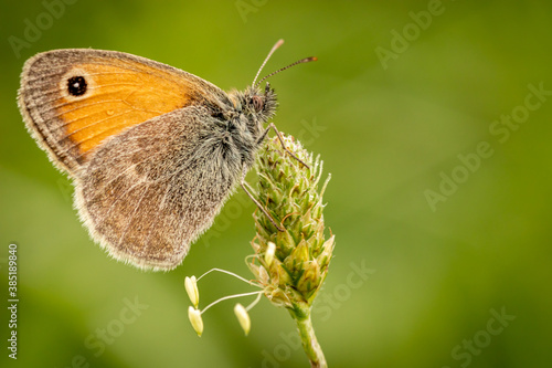 Small heath butterfly (Coenonympha pamphilus)