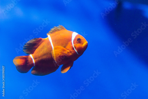 Fotografie Fish in the aquarium of the sevastopol oceanarium