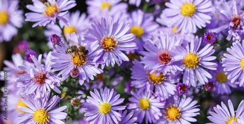 Beautiful blue flowers Sapphire Mist.Aster with a bee in autumn garden