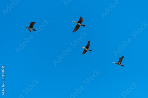 Four Cormorants Flying to the Next Lake on a Sunny Autumn Day
