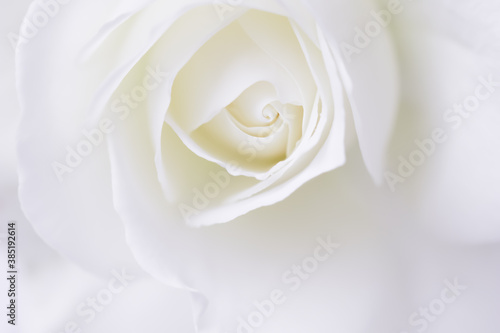 Abstract floral background, white rose flower petals. Macro flowers backdrop for holiday design. Soft focus