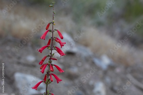 Raceme inflorescences of red bloom from Eaton Fireflower, Penstemon Eatonii, Plantaginaceae, native hermaphroditic herbaceous perennial in the San Bernardino Mountains, Transverse Ranges, Summer. photo
