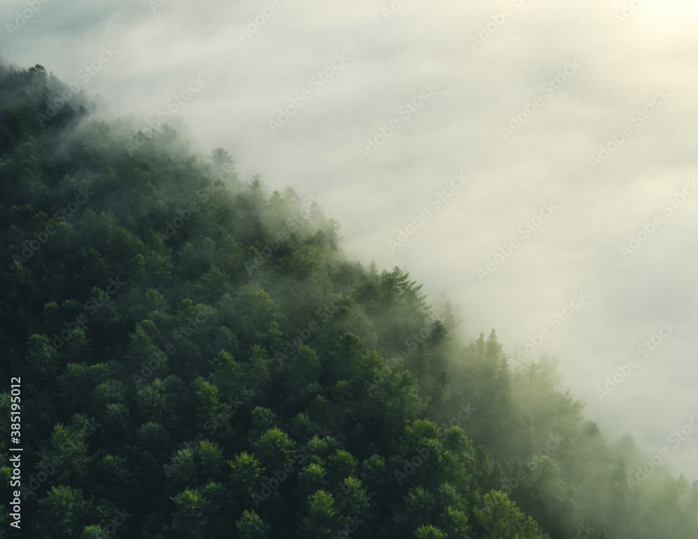 clouds in the forest clouds in the forest