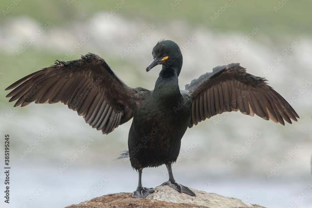 The common shag (Phalacrocorax aristotelis) standing with spread wings to dry its not waterproof plumage The common shag (Phalacrocorax aristotelis) standing with spread wings to dry its not waterproof plumage