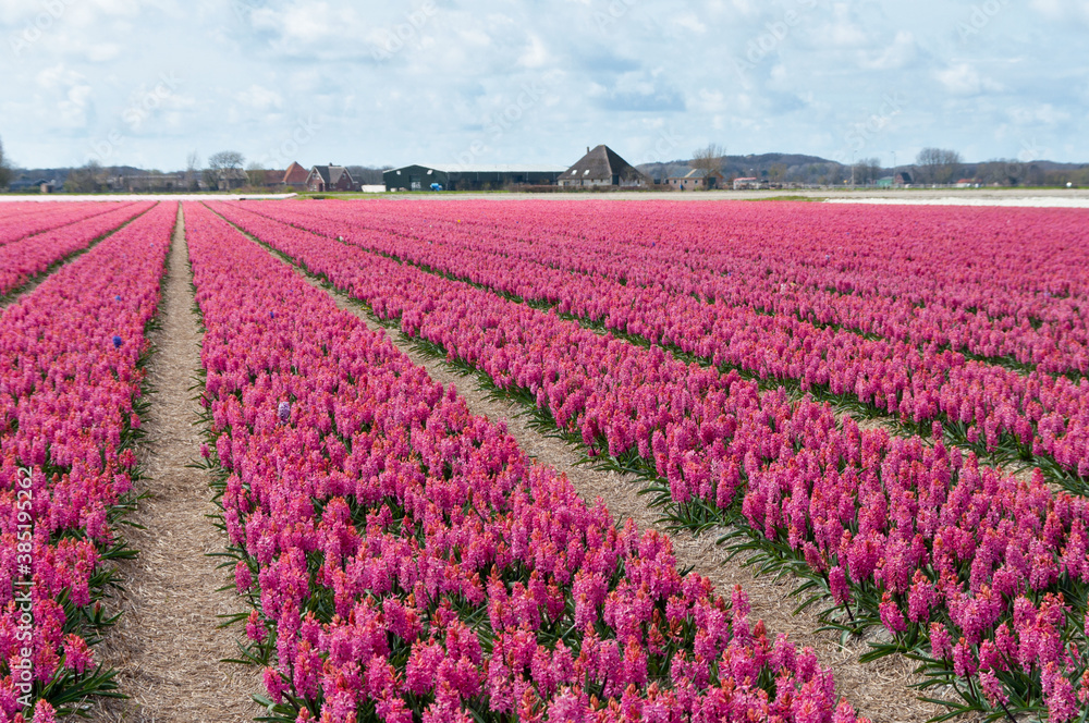 Beautiful Dutch hyacinth field. Spring flowers, Netherlands (Holland)

