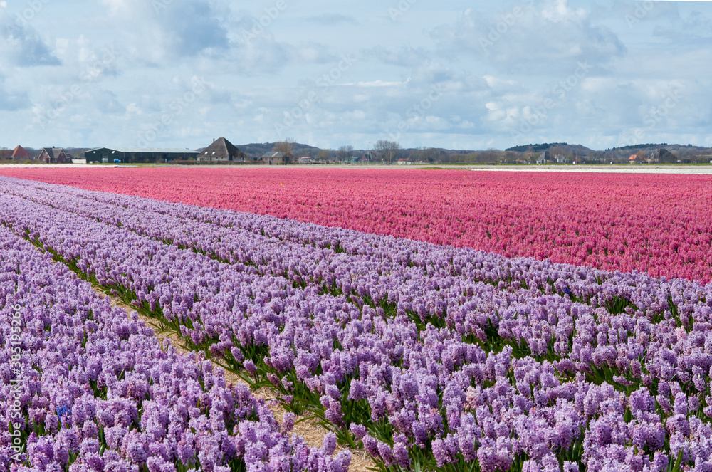 Beautiful Dutch hyacinth field. Spring flowers, Netherlands (Holland)
Beautiful Dutch hyacinth field. Spring flowers, Netherlands (Holland)