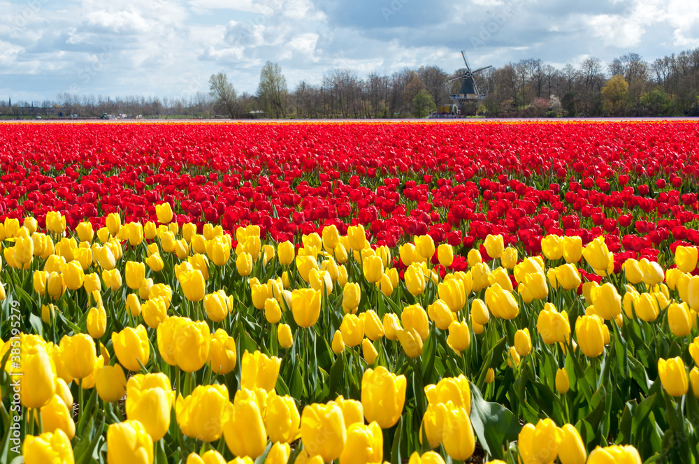 Fototapeta premium Beautiful tulip field and Dutch windmill. Spring red and yellow tulips, Netherlands (Holland) 