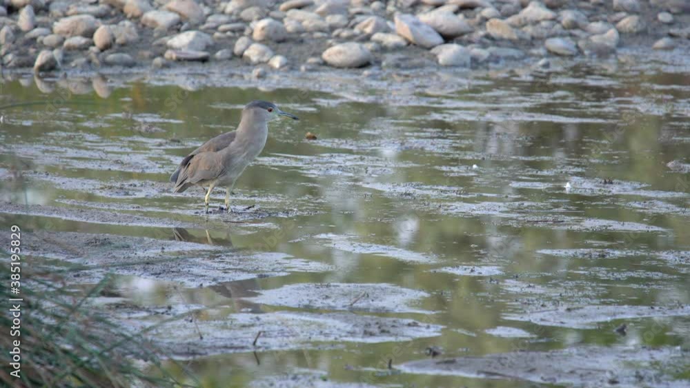Black crowned night heron taking off from water Black crowned night heron taking off from water