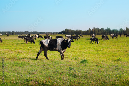 A bull in a field in a pasture, against a blue sky and a herd of other bulls in the distance. Agriculture concept. 