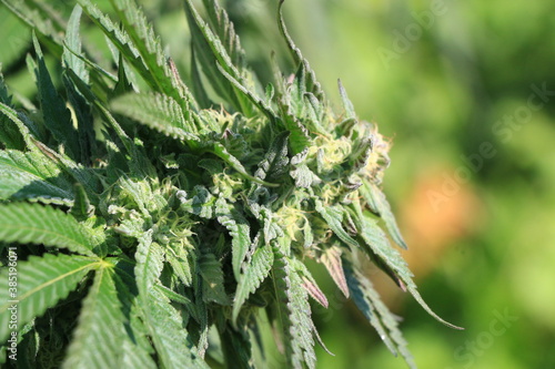 Tête de cannabis indica en floraison