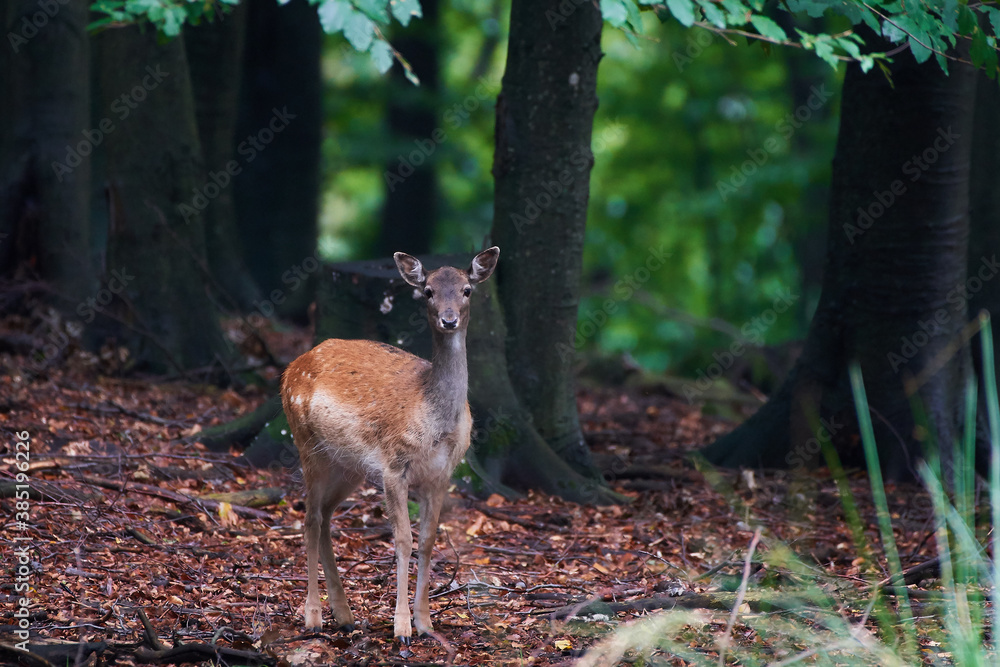 Female fallow deer in Carpathian forest, Slovakia, Europe