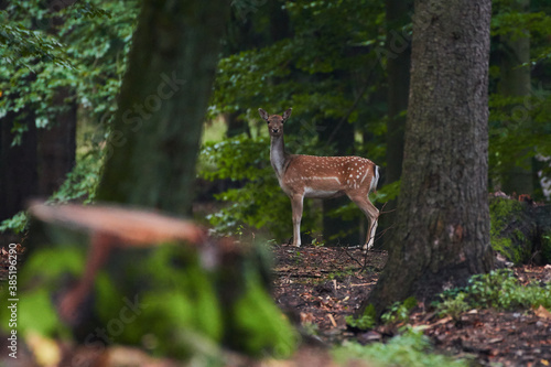 Female fallow deer in Carpathian forest  Slovakia  Europe