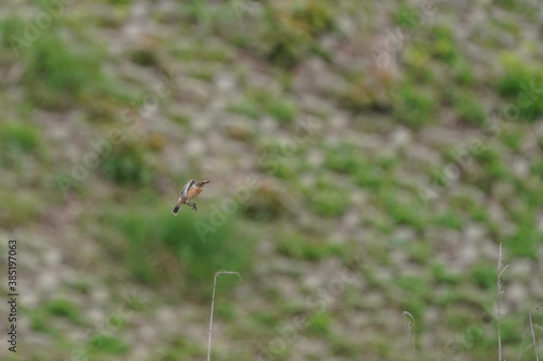 common stonechat in flight © Matthewadobe