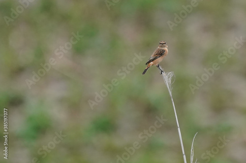 common stonechat on grass
